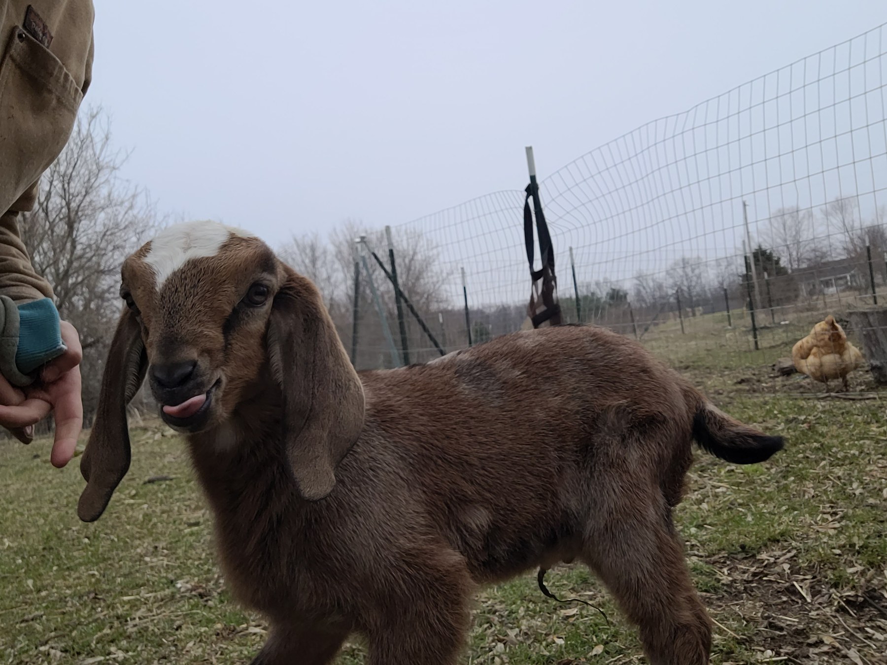A brown baby goat beside an outstretched hand in the fenced yard.