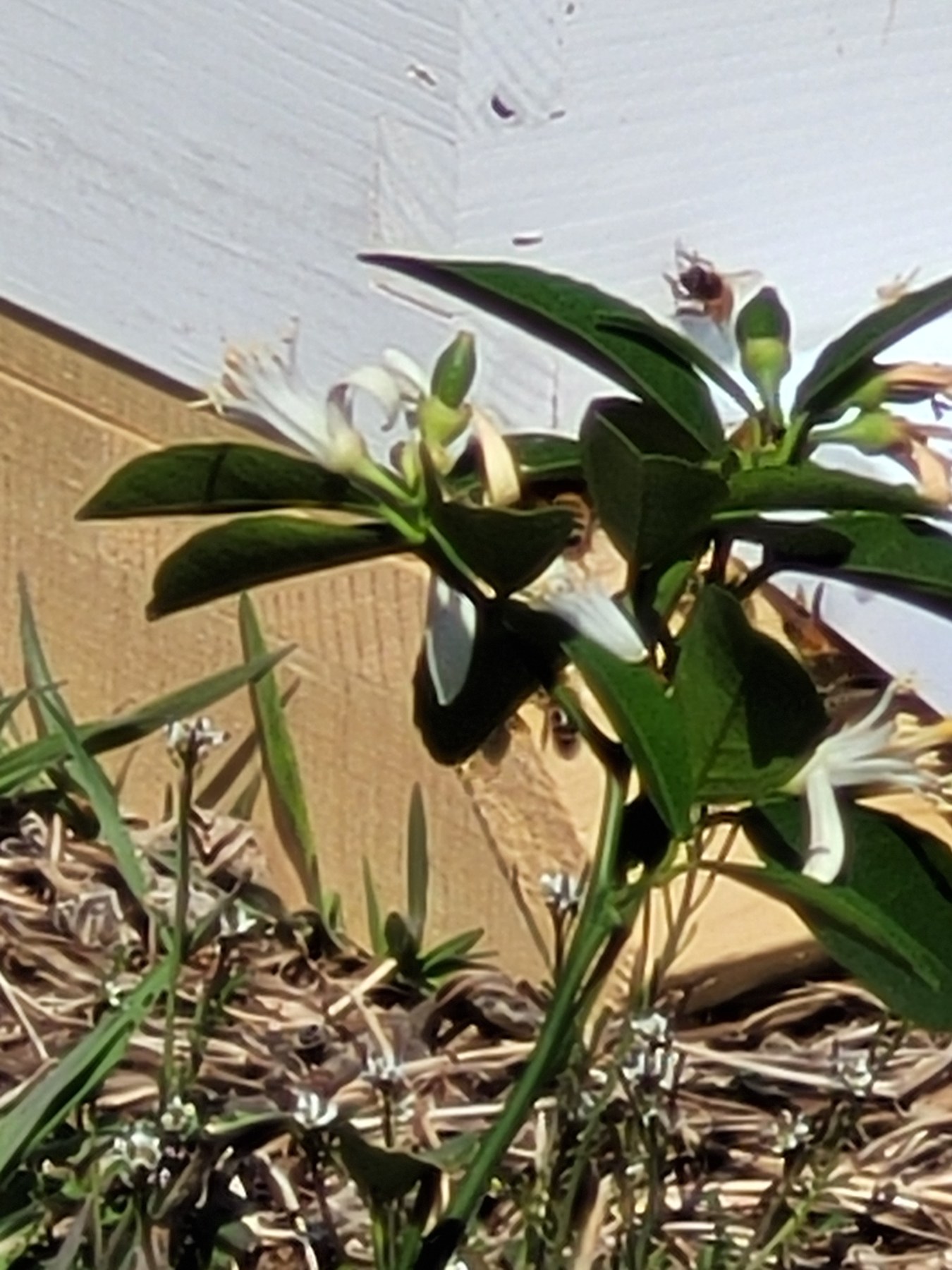 Bees visiting citrus blossoms beside the hive.