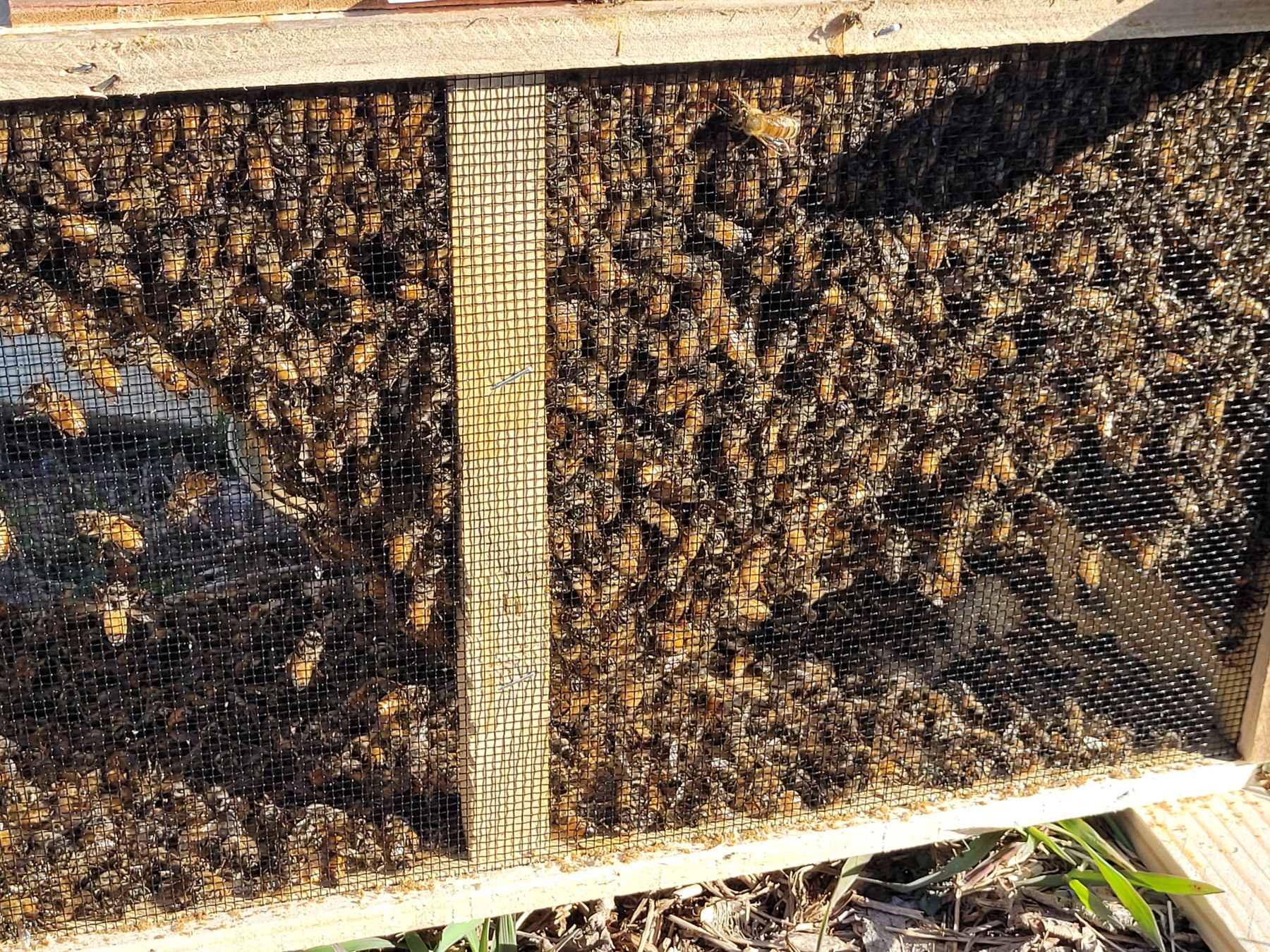 Bees clustered inside a screened wooden package.