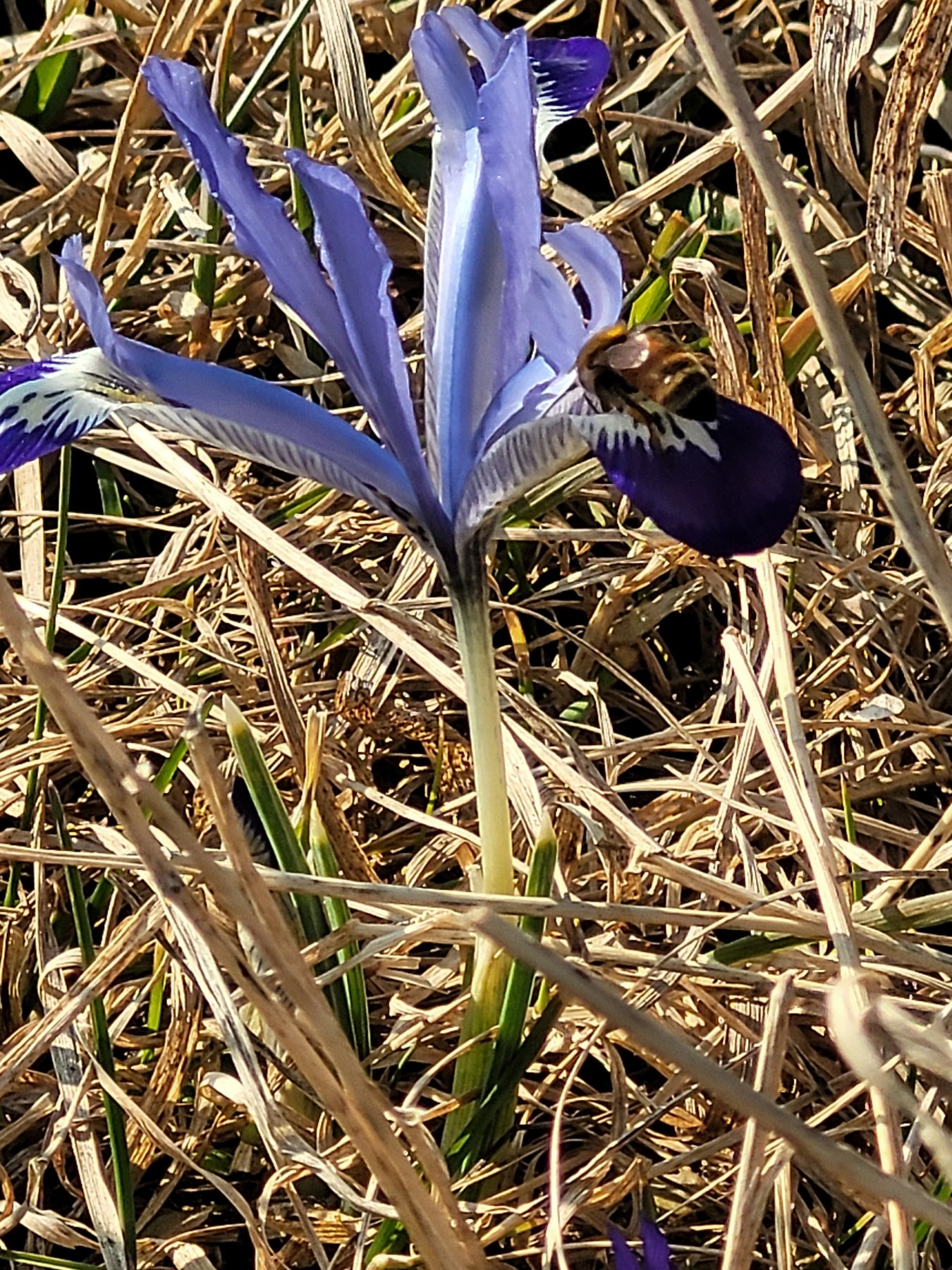A bee visiting a purple flower.