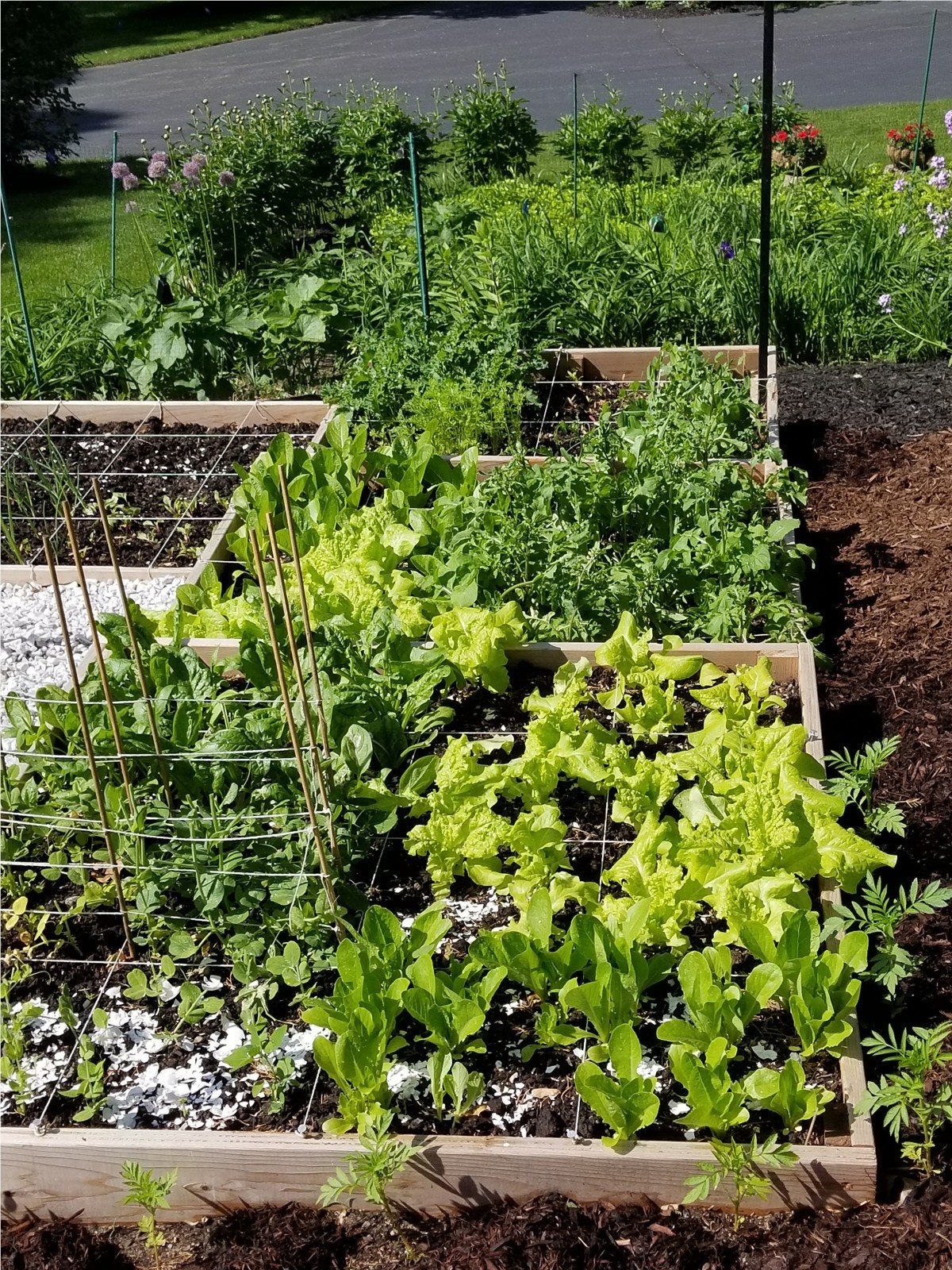 A closer view of plants growing in the Burrwick garden beds.