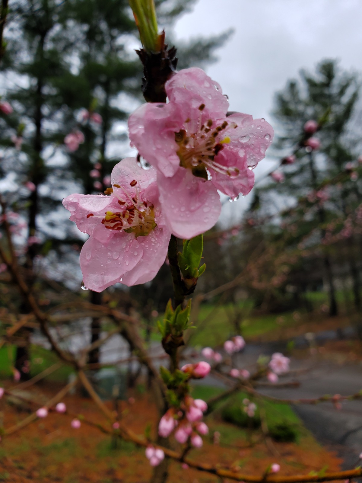 Blossoms on a branch in the Burrwick garden.