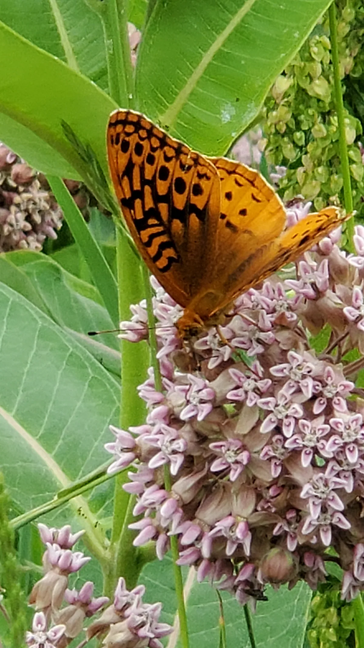 An orange-and-black butterfly rests on pink flowers among green leaves.