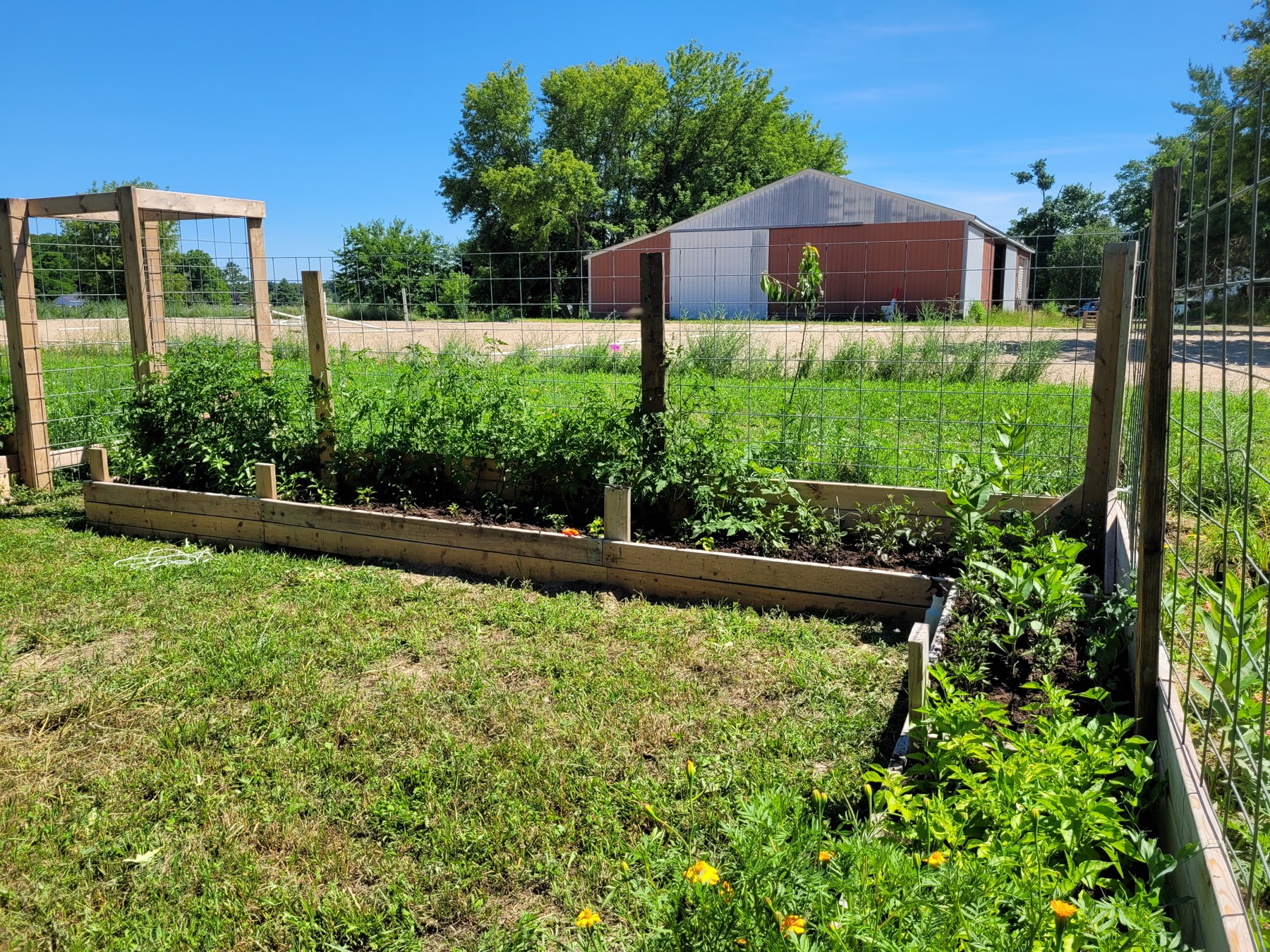 A June view across the beds toward the barn.