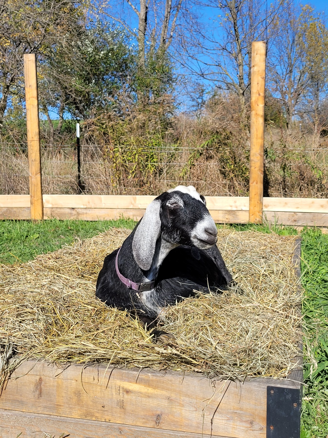 Yara the black-and-white Nubian goat resting in a raised bed covered with straw.