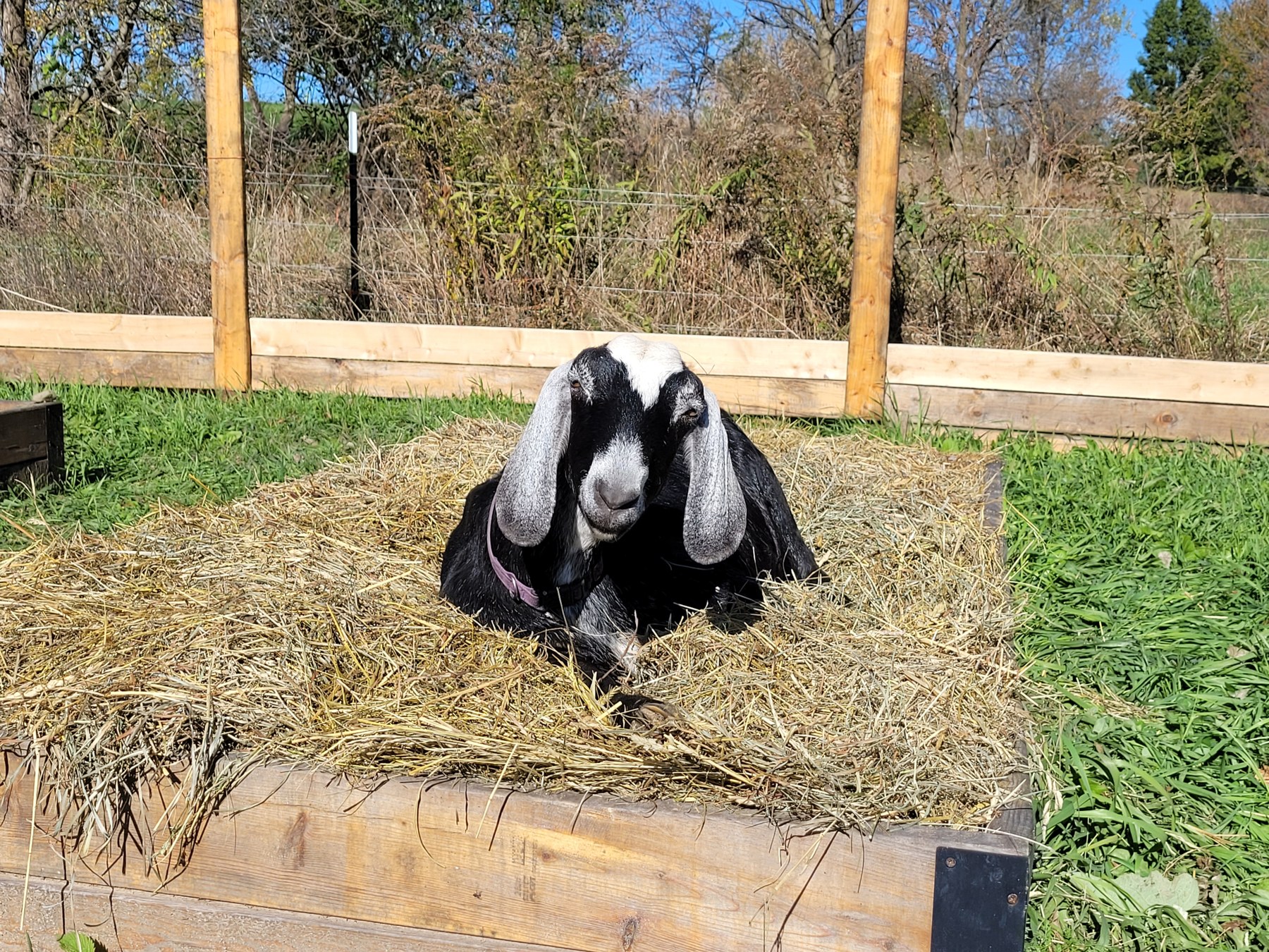 Yara the black-and-white Nubian goat resting in a raised bed covered with straw.