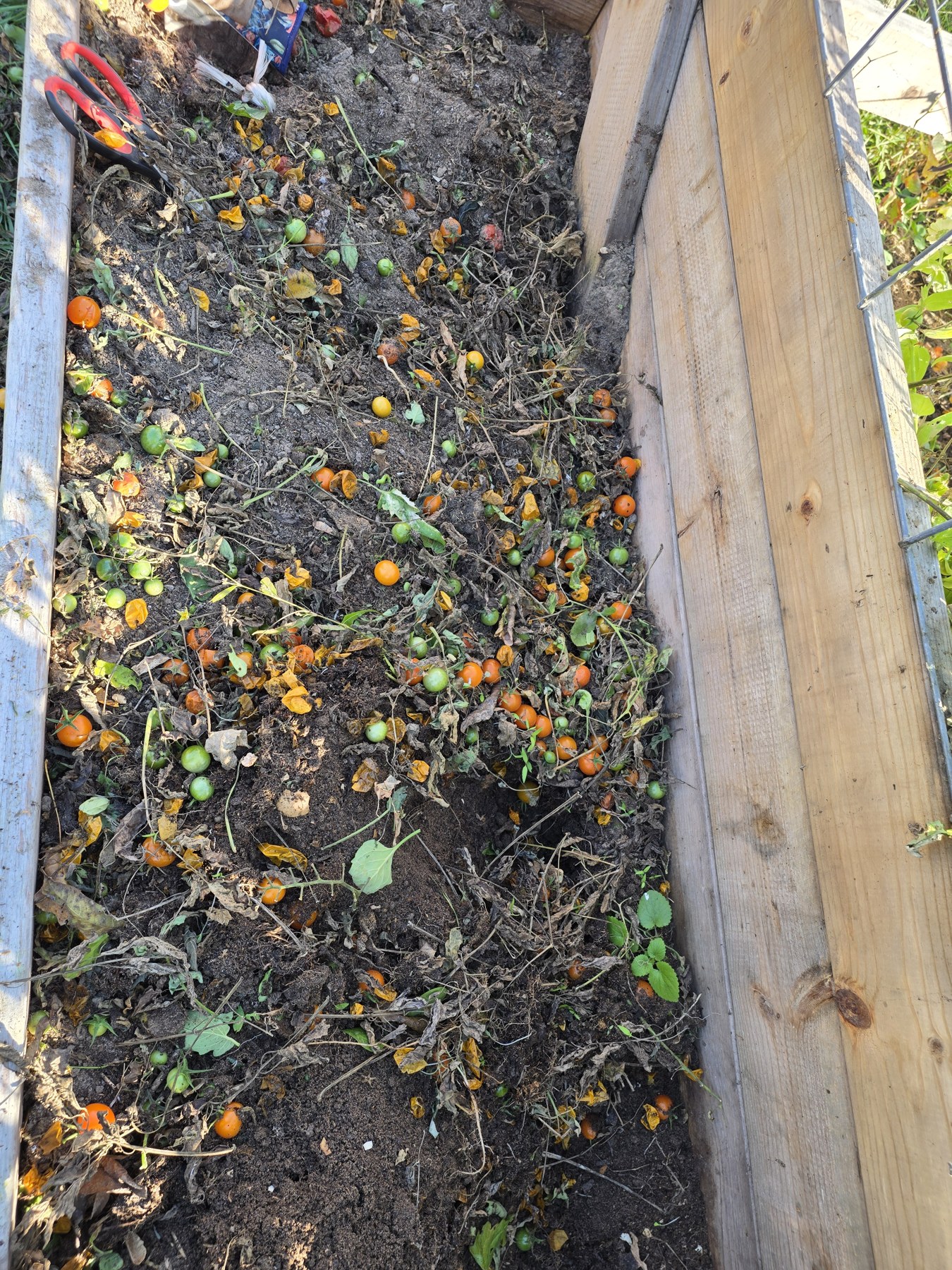 After the tomatoes came out.