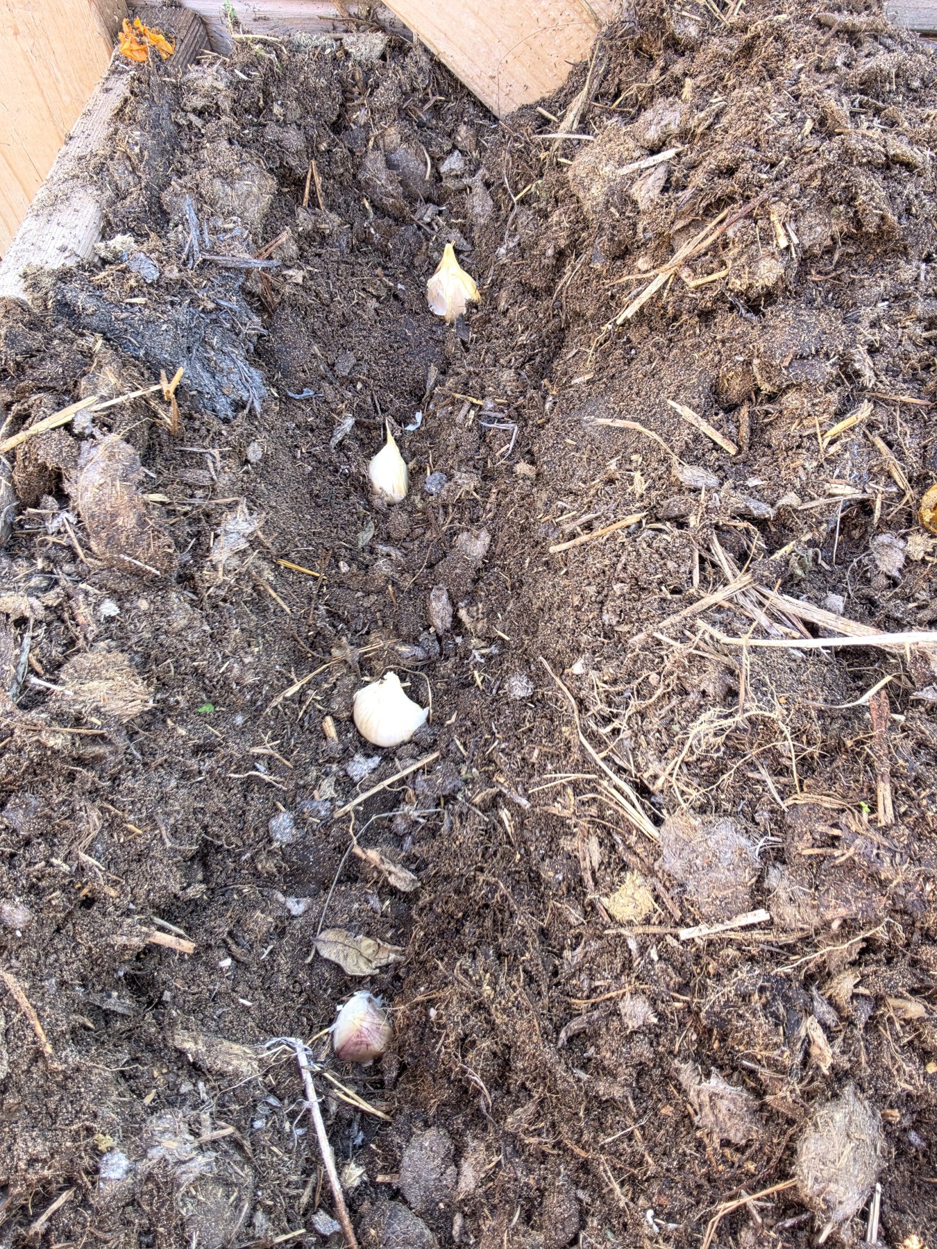Polish Hardneck cloves laid out for planting.