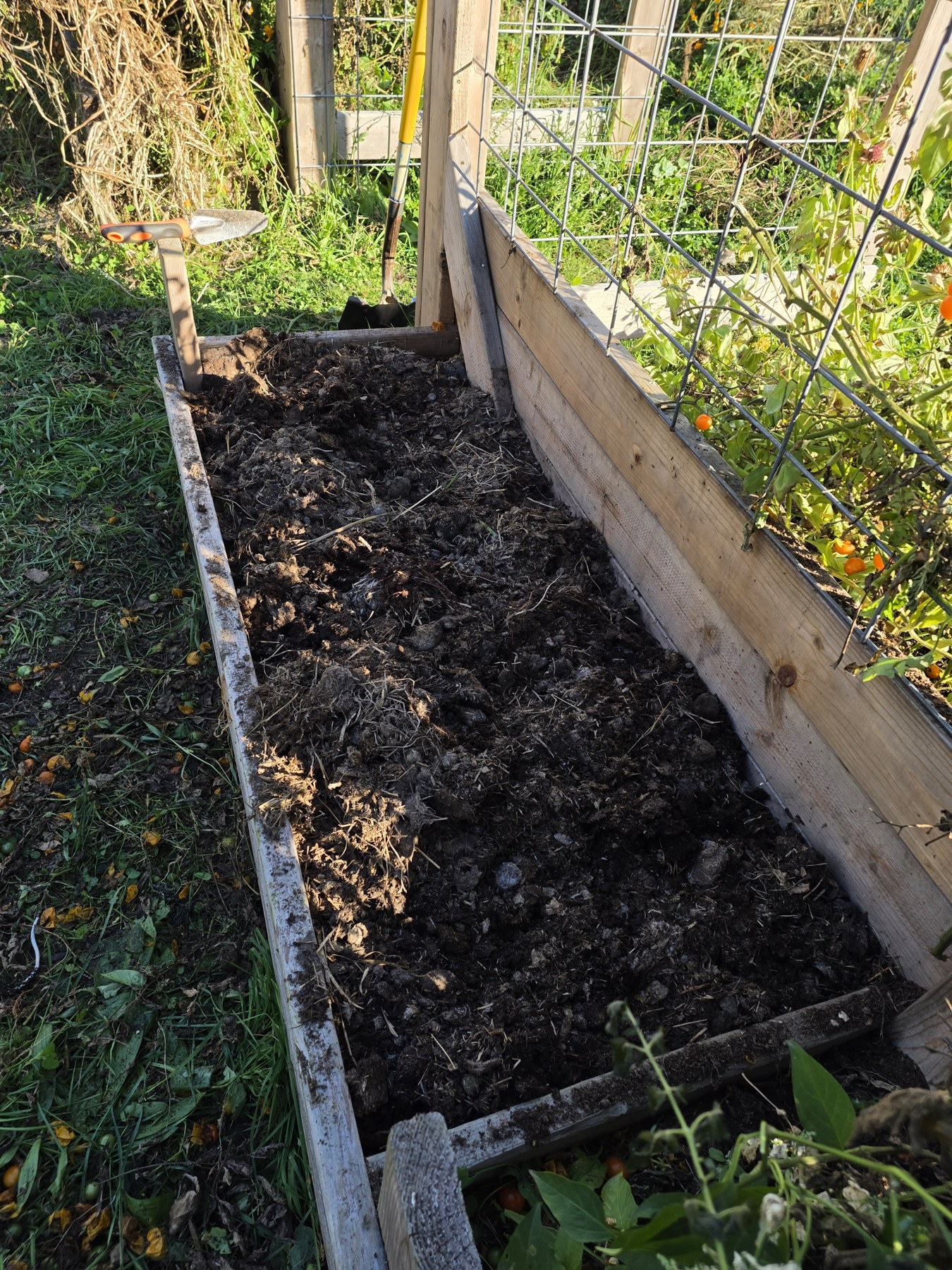 The bed prepared for garlic.