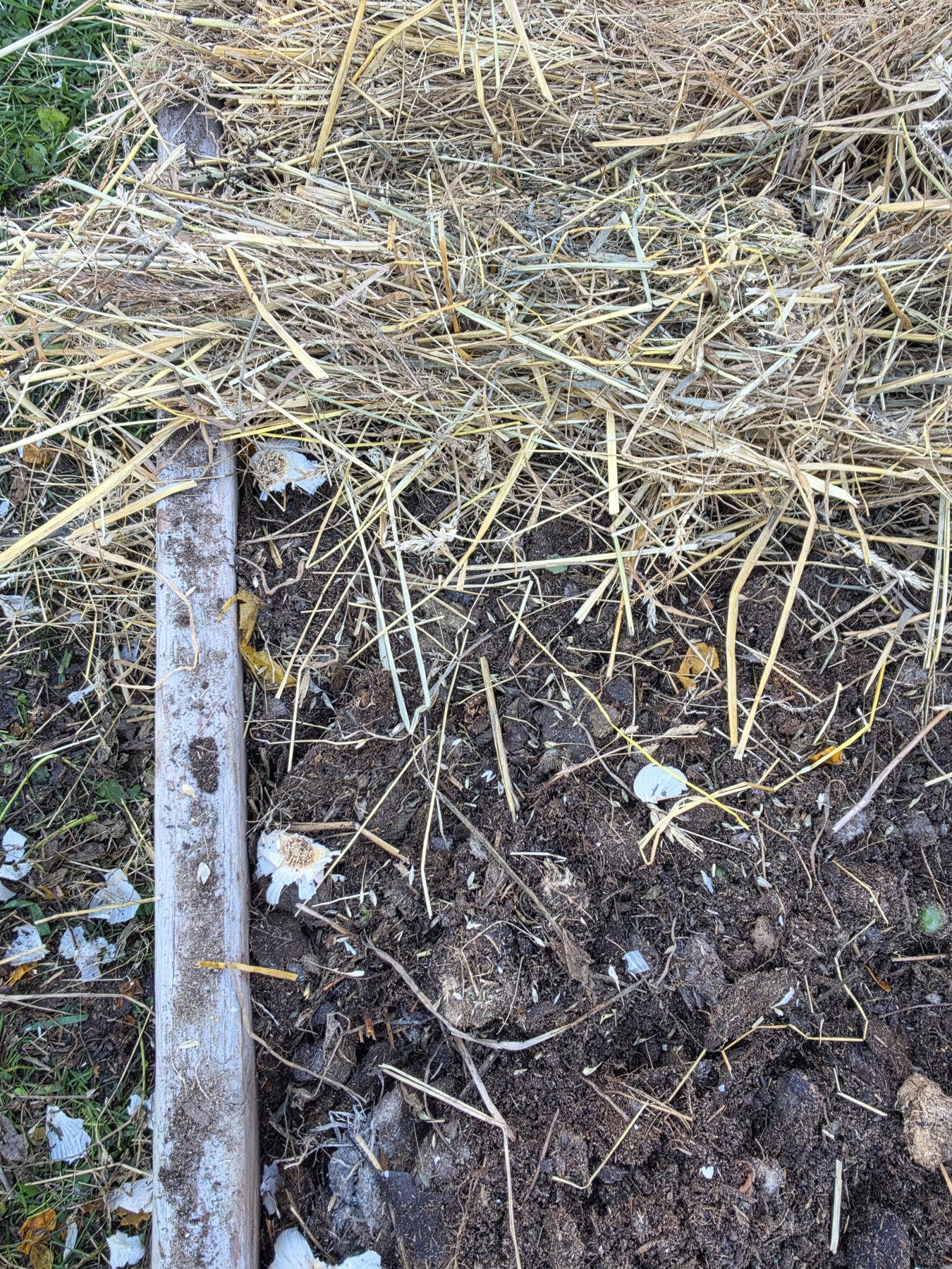 Straw covering the planted garlic.