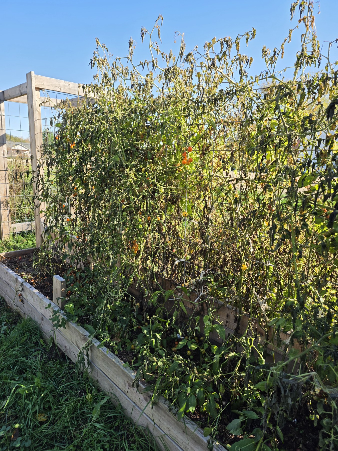 The tomato beds before clearing, October 20, 2026.