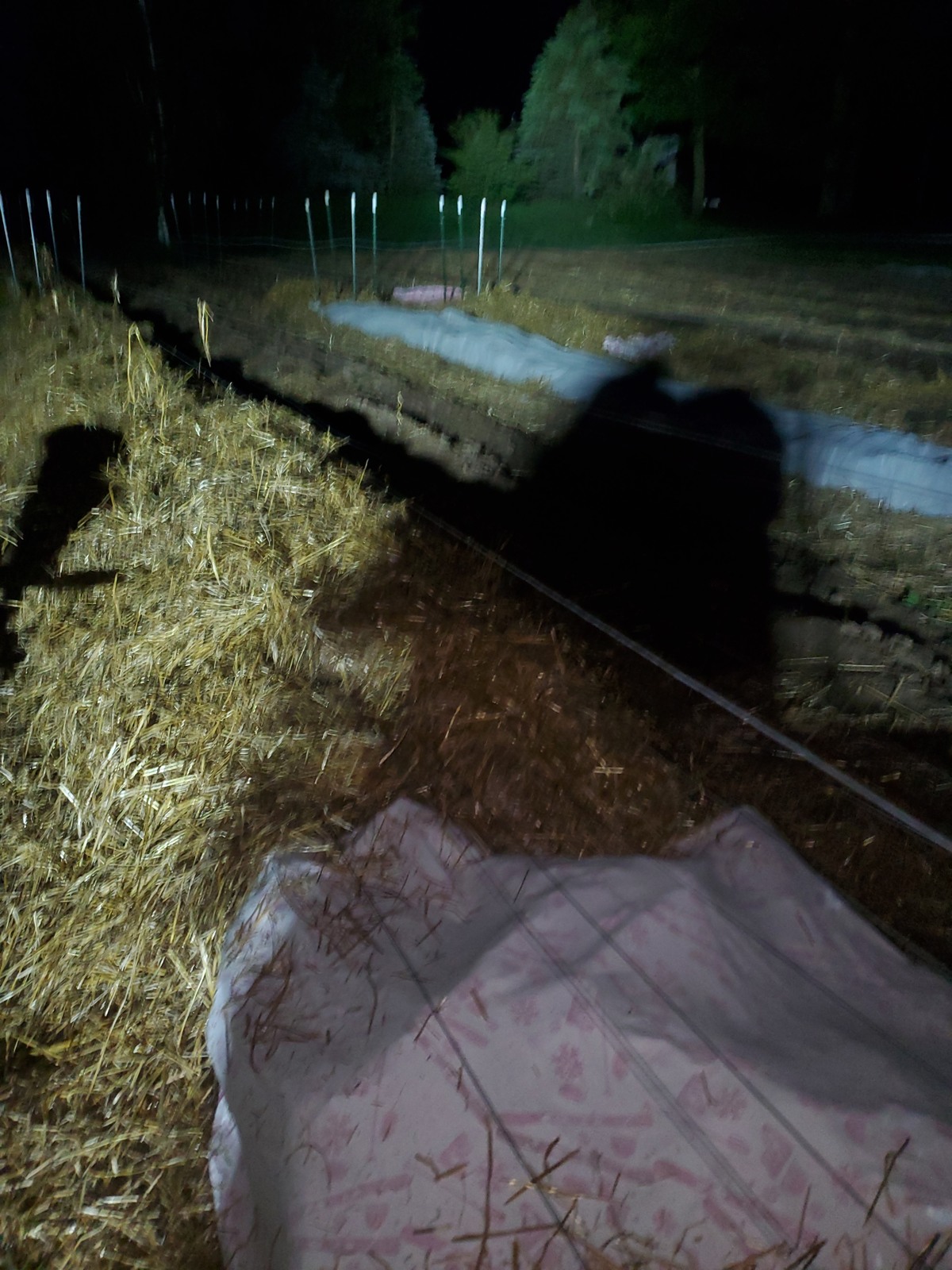 Straw and frost blankets protecting garden rows at night.