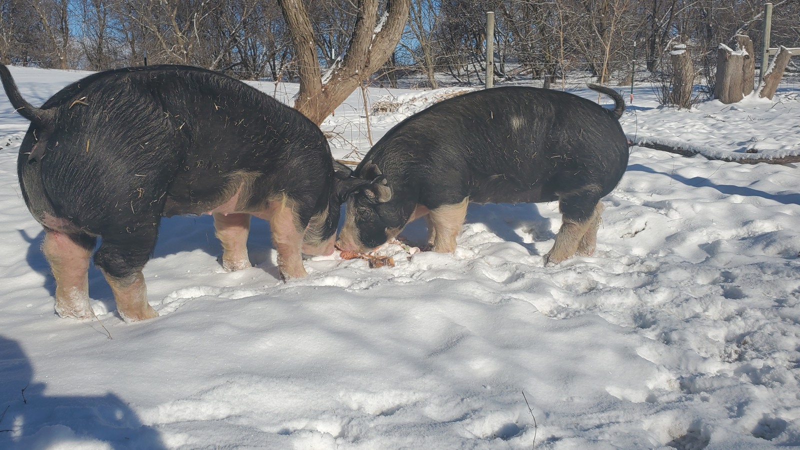 Two Berkshire pigs rooting in the snow.