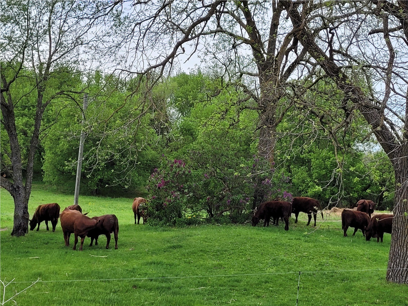 Red Poll cattle grazing in a green pasture beneath the trees.