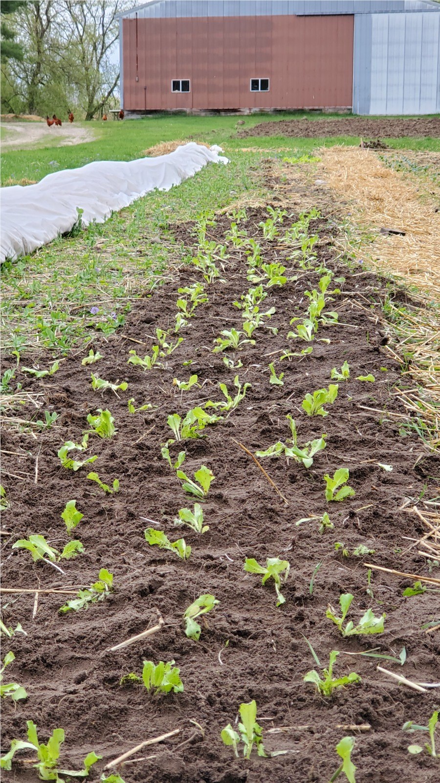 Young plants in The First Garden, with the red barn beyond.