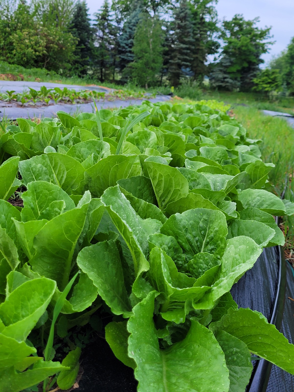 Dew-covered lettuce growing in long rows in The First Garden.