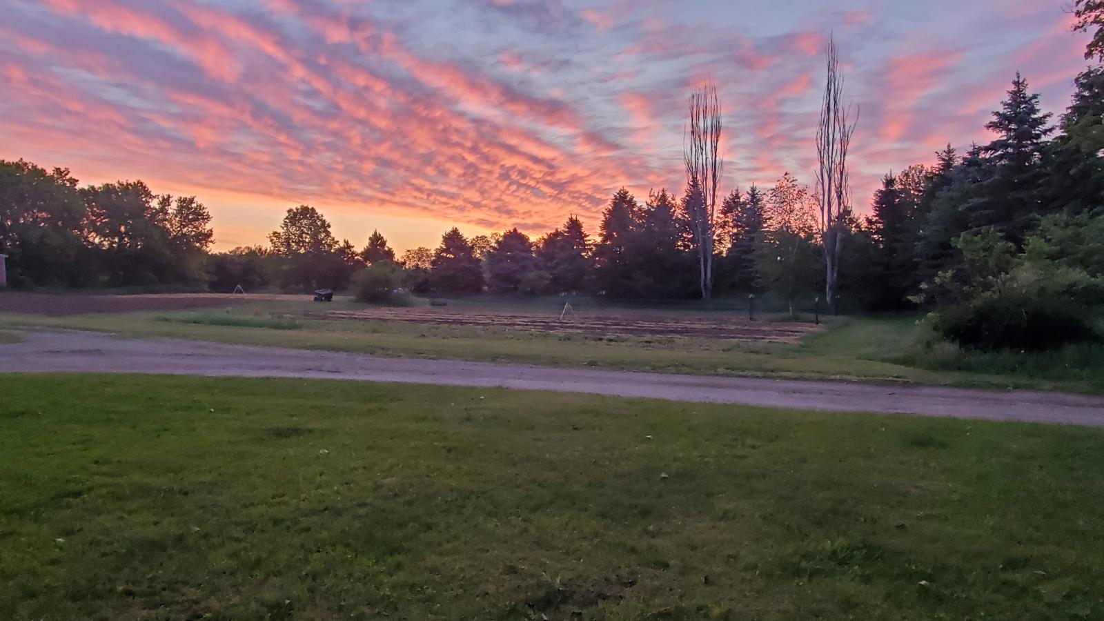 A wide sunrise view across The First Garden, with long unfenced rows and two tall dead trees.
