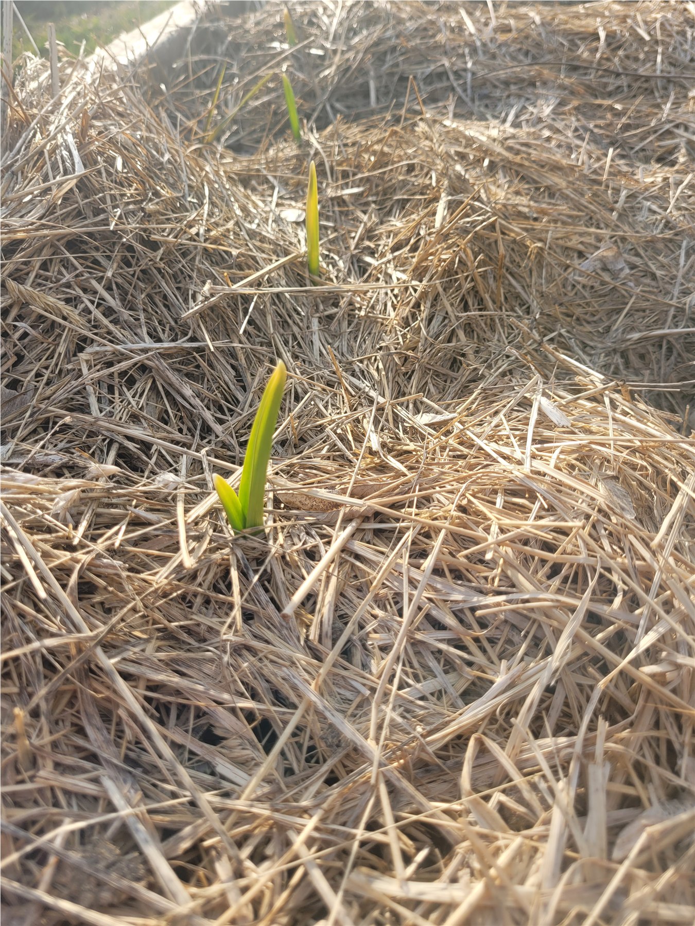Young garlic shoots emerging through straw mulch in a raised bed.