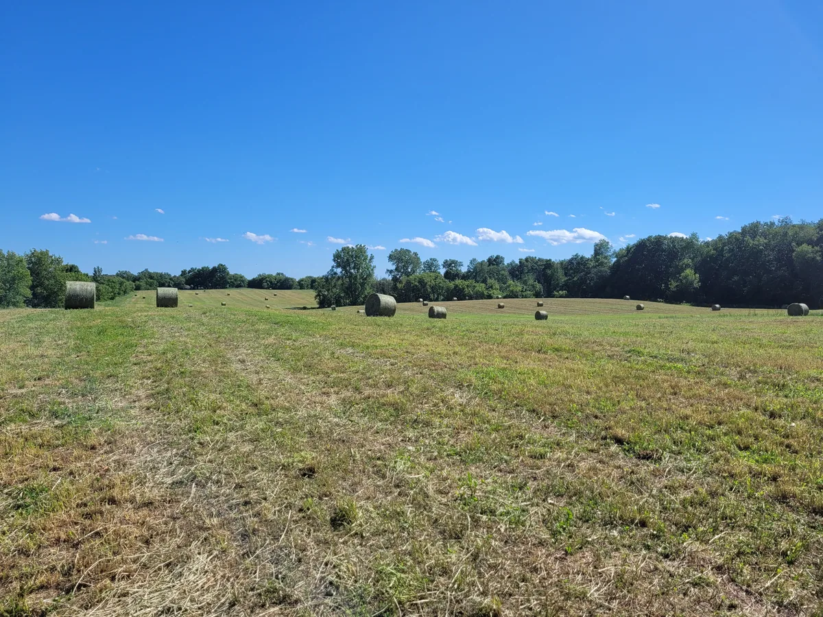 Round hay bales scattered across a cut field, bordered by trees under a blue sky.