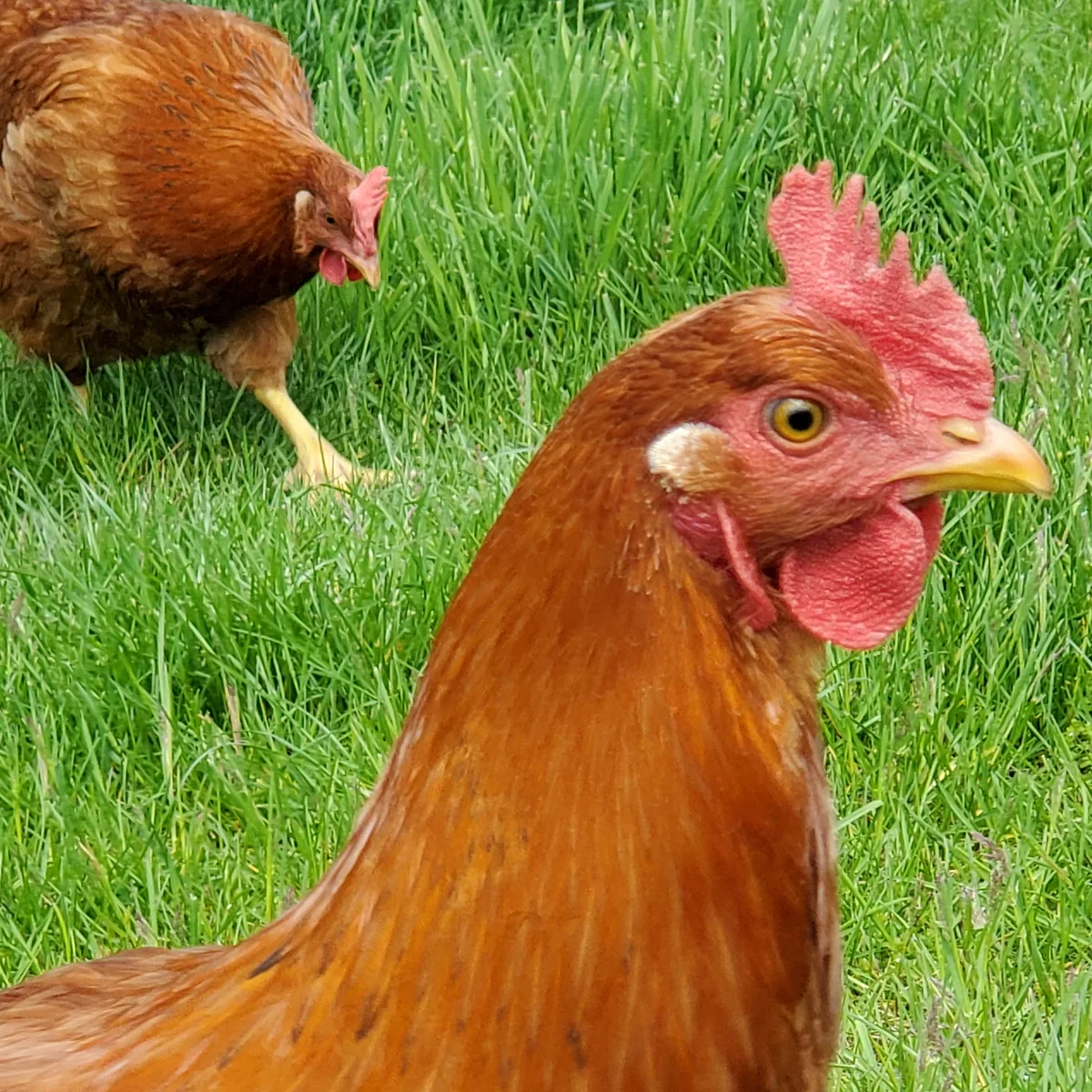 Close view of a brown hen in green grass, with a second hen behind.