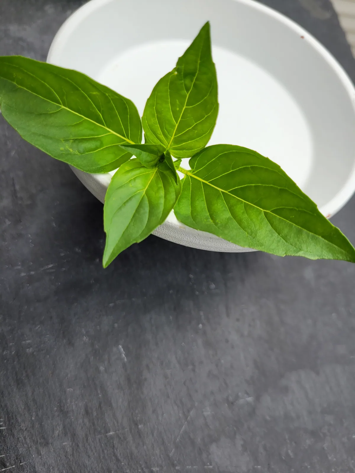 Fresh green herb sprig on a white plate against a dark surface.