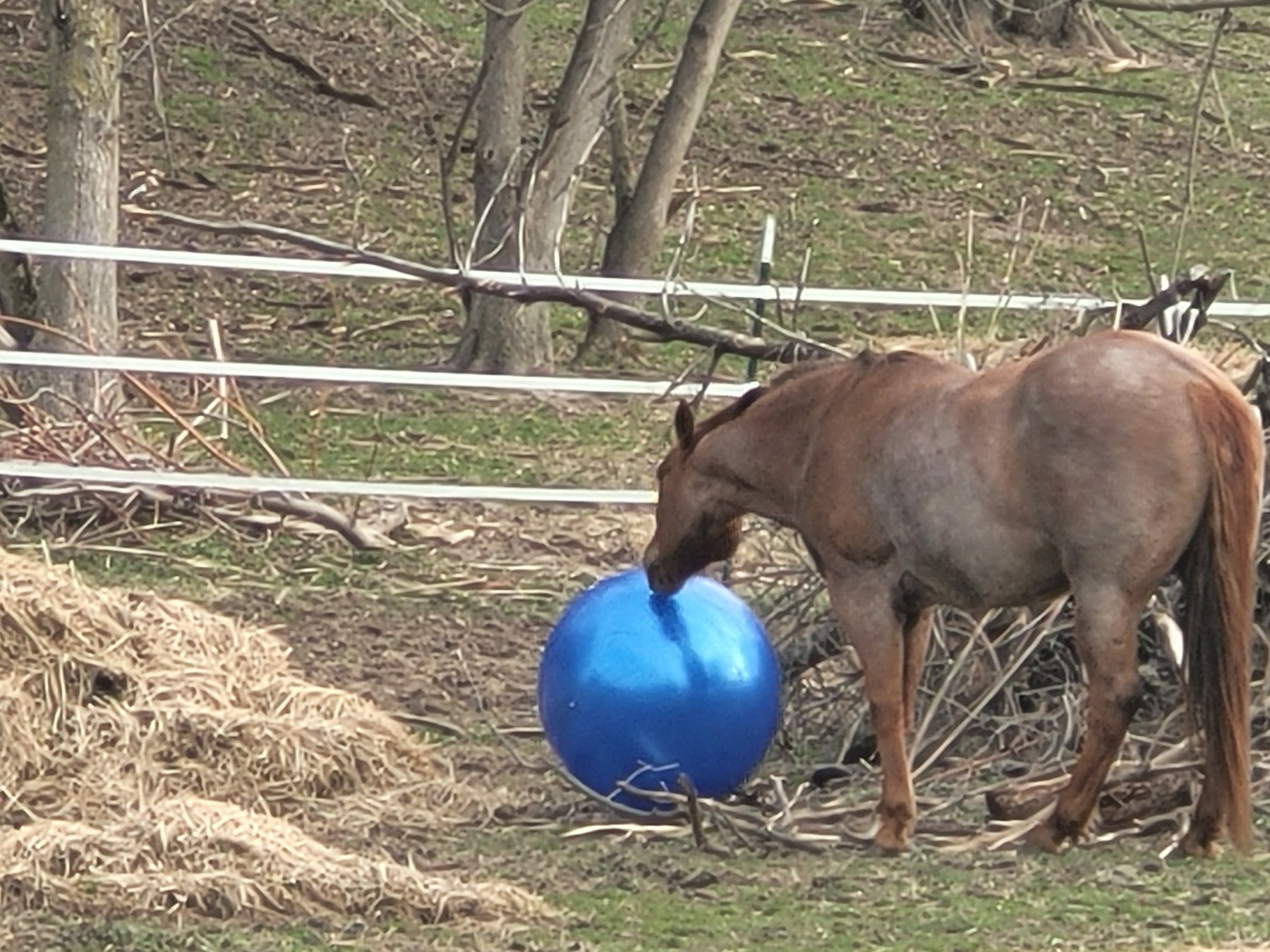 A horse playing with a large blue ball in a wooded pasture.