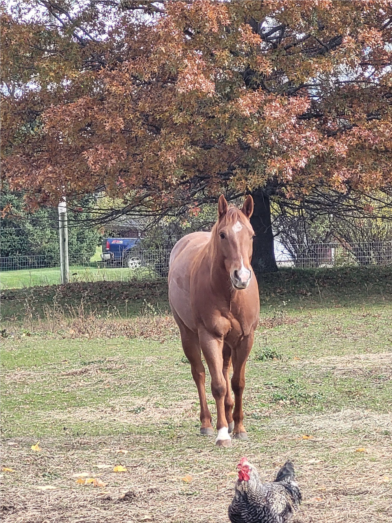 Rowan walking toward us beneath a tree full of autumn leaves.