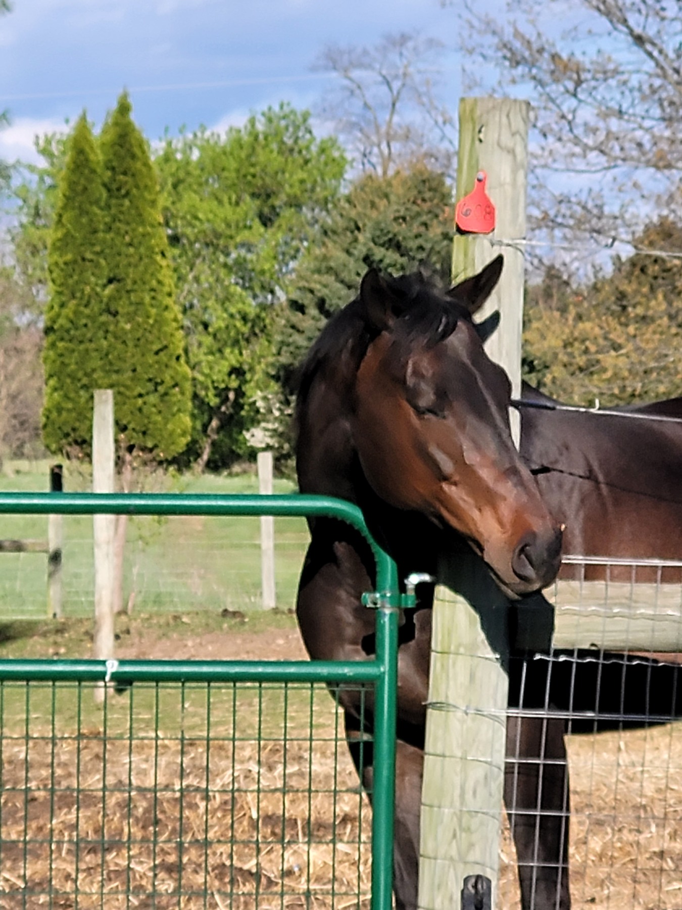 Velma resting her head beside the pasture gate at home.