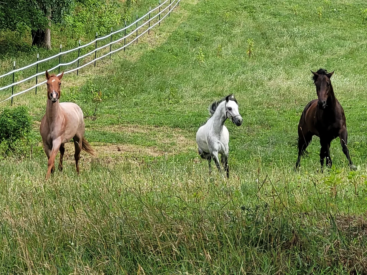 Three horses running in a grassy paddock beside a white fence.