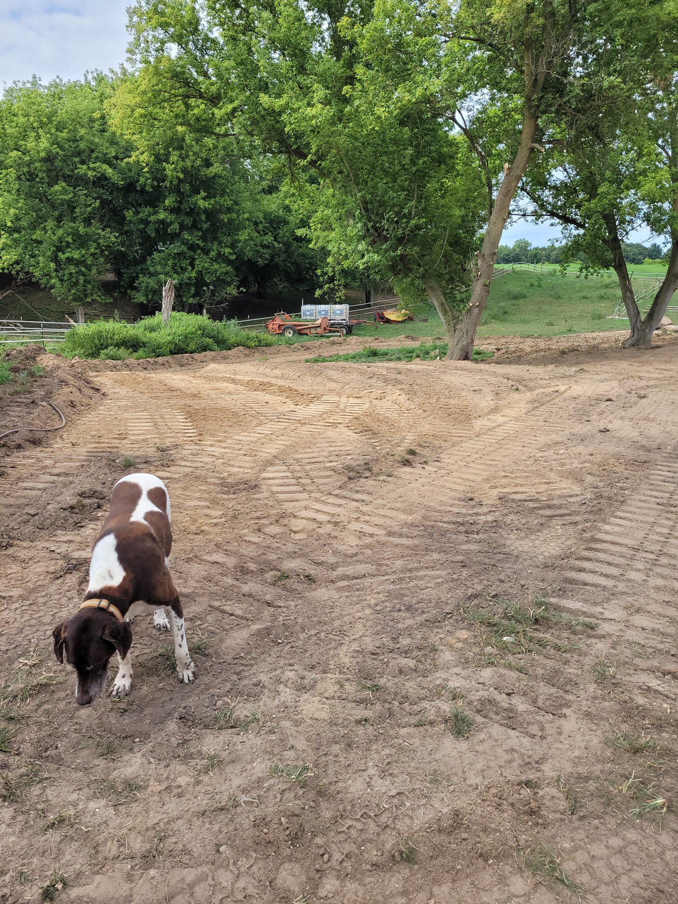 A four-legged visitor during the groundwork, August 18, 2025.