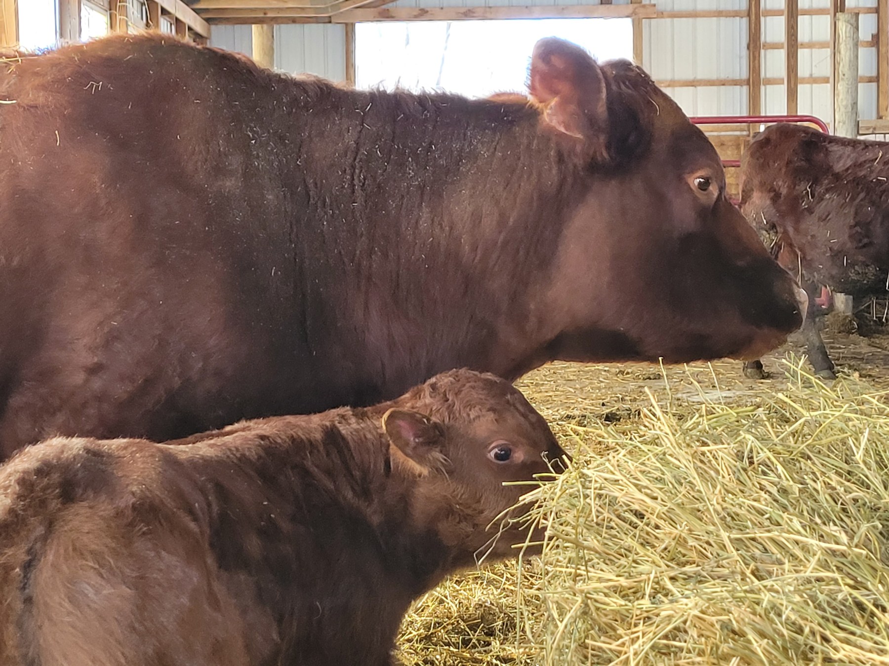 A quiet moment in the barn.