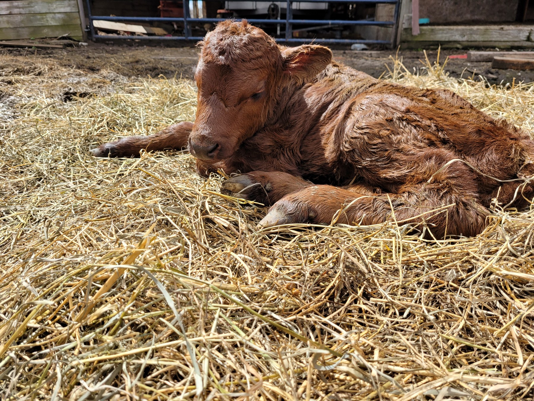 A calf resting in the straw.