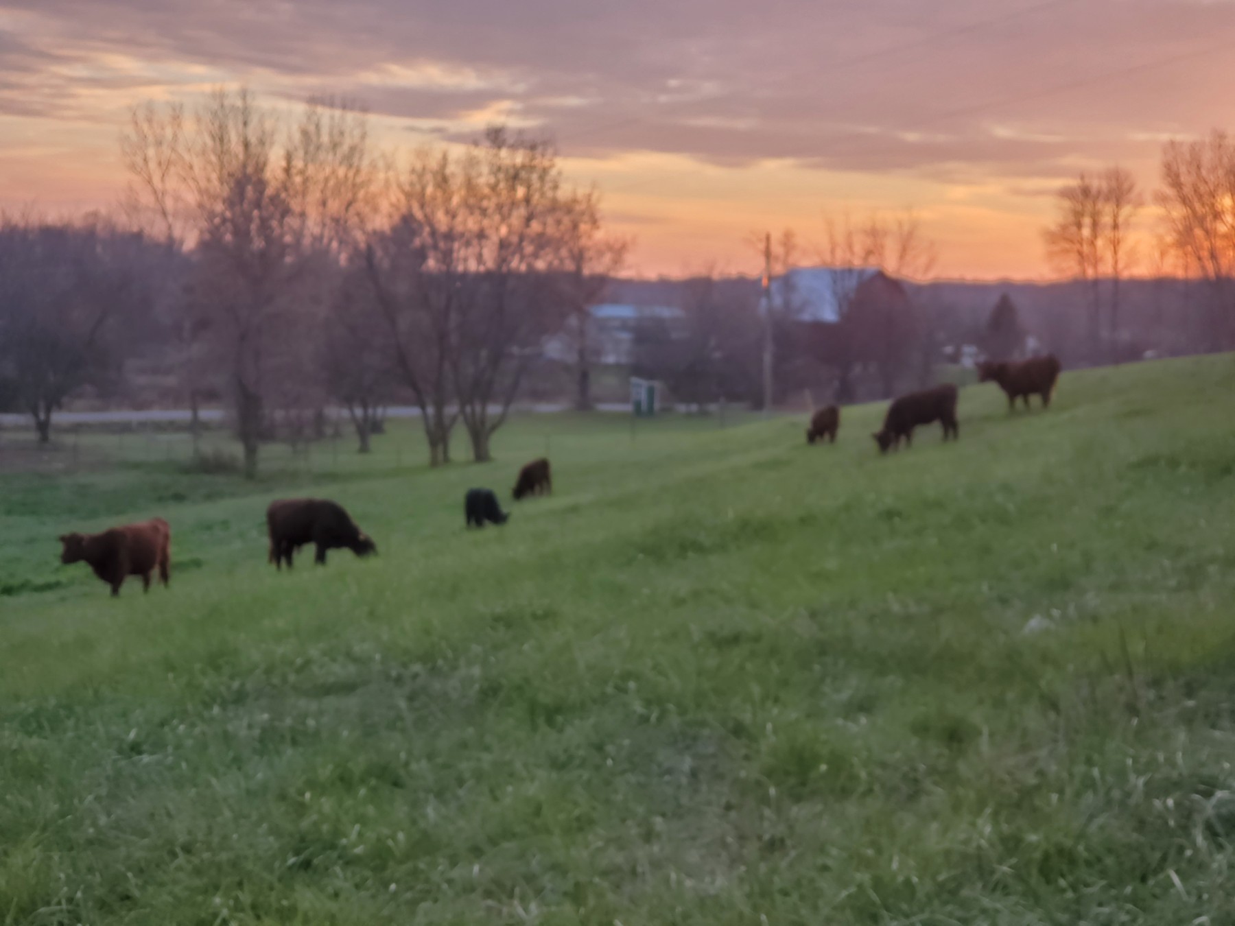 Red Poll cattle grazing on a hillside beneath a pink evening sky.