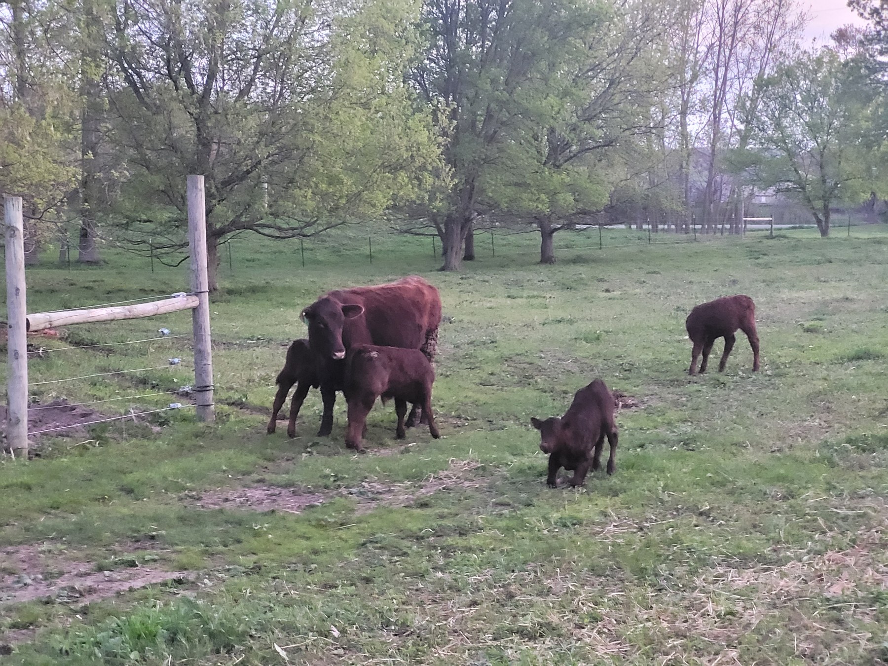 Cattle and calves in the pasture.