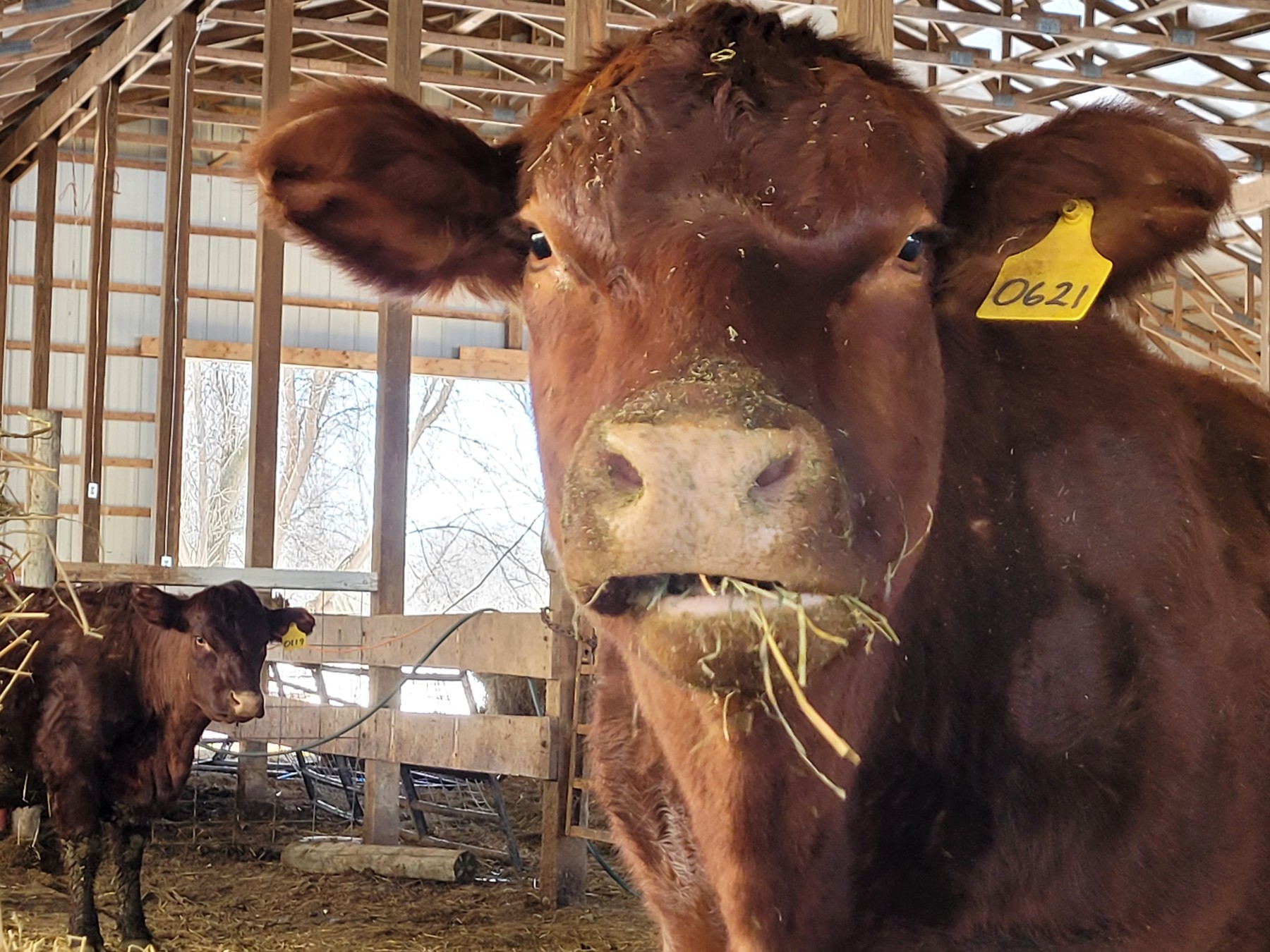 Pearl, our boss cow, looking toward the camera in the barn.