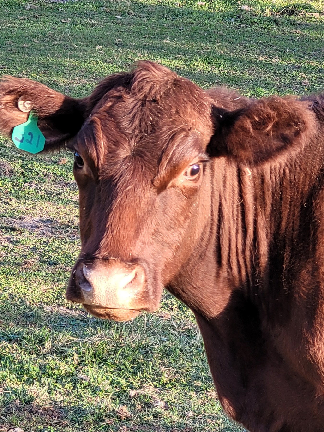 A closer look at one of our Red Polls.