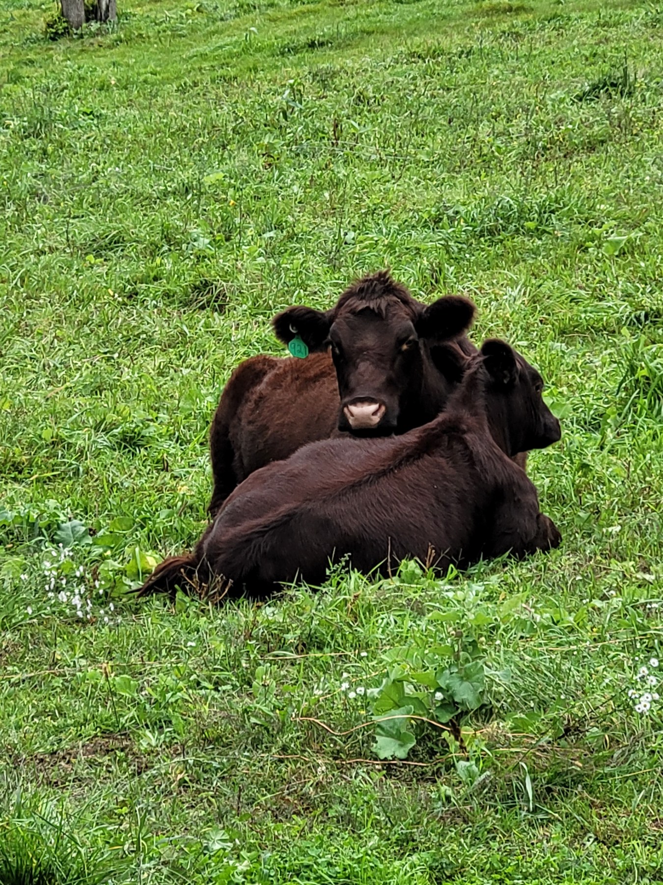 An afternoon resting in the pasture.