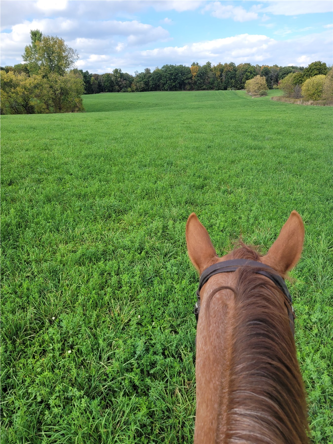 A view across the green field between Rowan’s ears.